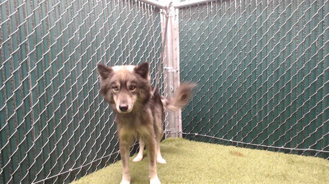 VICKY - Siberian Husky available for adoption