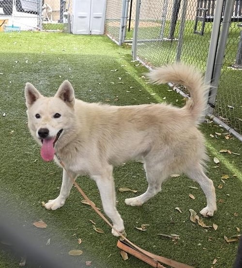 CHEETOS - Husky available for adoption