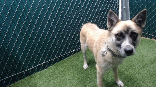 JILL VALENTINE - German Shepherd Dog available for adoption