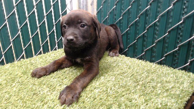 VALENTINE - Rottweiler available for adoption