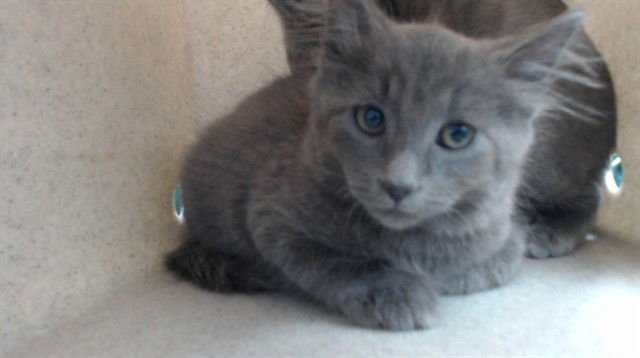 BINKY - Domestic Short Hair available for adoption