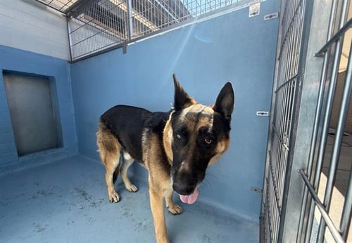 XANNY - German Shepherd Dog available for adoption