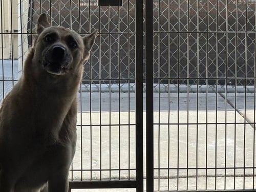 FLYTE - Siberian Husky available for adoption