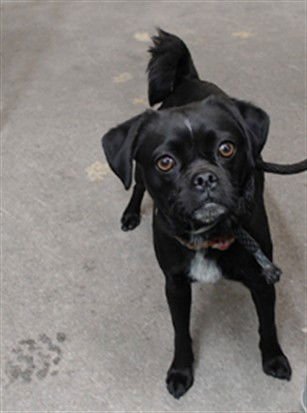 ZINNIA - Pug available for adoption