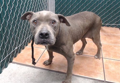 BONNIE - Pit Bull Terrier available for adoption