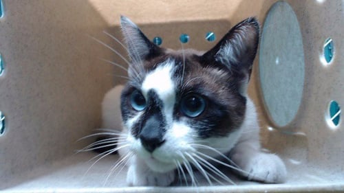 TOTO - Domestic Short Hair available for adoption