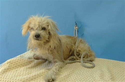 PARMESAN - Maltese available for adoption