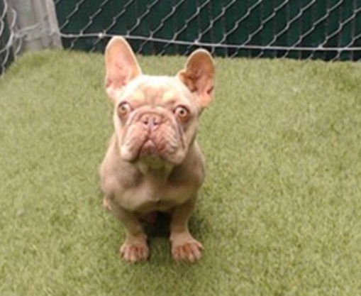 BRANDI - French Bulldog available for adoption