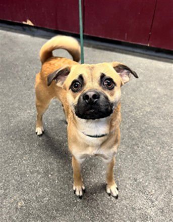 SPIKE - Pug / Chihuahua available for adoption