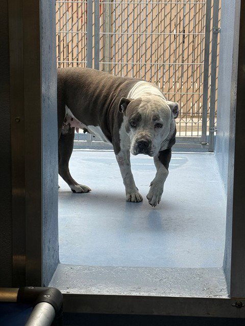 BABY - Pit Bull Terrier available for adoption