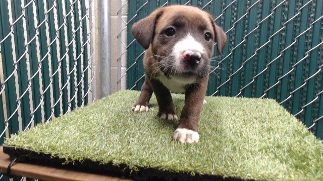 STRAWBERRY - Rottweiler available for adoption