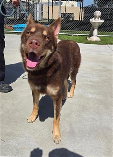 NUKA - Siberian Husky available for adoption