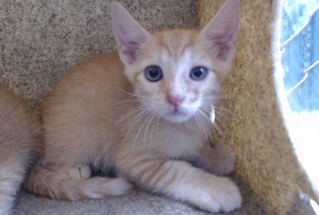 GARFIELD - Domestic Short Hair available for adoption