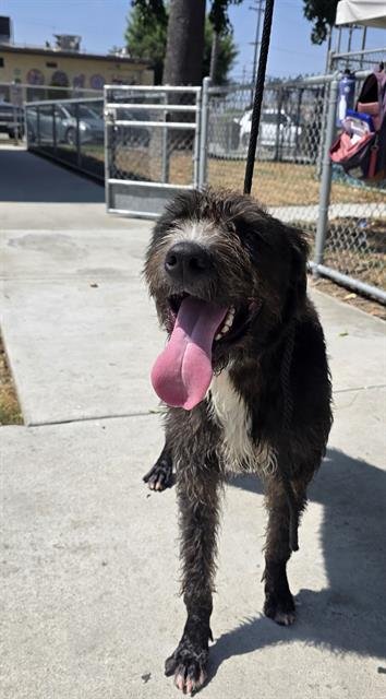 TERRY - Terrier available for adoption