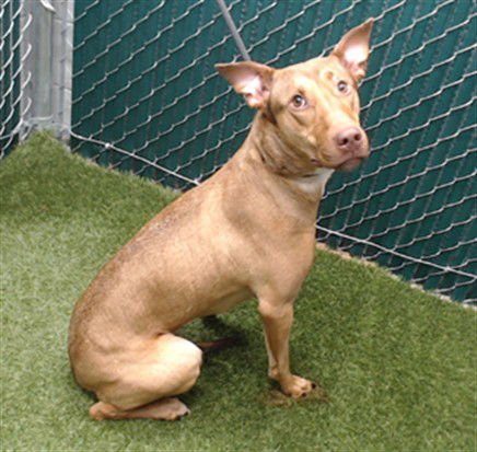 PEACH - Labrador Retriever available for adoption