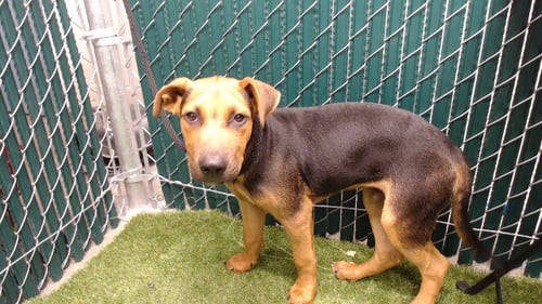 CHOCO - Belgian Shepherd Malinois / Pit Bull Terrier available for adoption