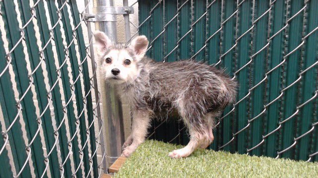 COLUMBUS - Maltese / Siberian Husky available for adoption