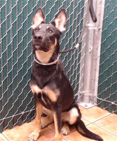 SHELLY - German Shepherd Dog available for adoption