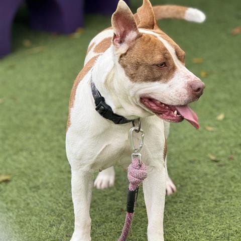 BELLA - Pit Bull Terrier / German Shepherd Dog available for adoption