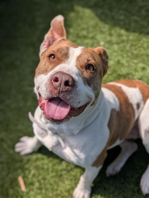BELLA - Pit Bull Terrier / German Shepherd Dog available for adoption