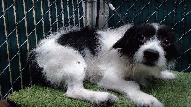 JACK - Maltese / Poodle (Miniature) available for adoption