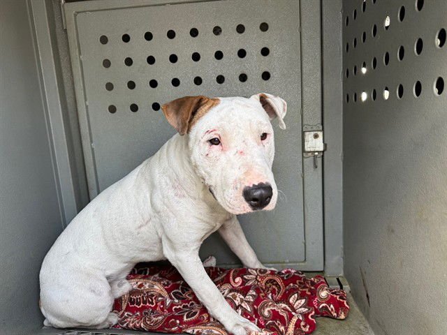 LAMY - Bull Terrier available for adoption