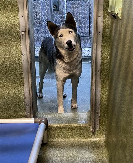 MAGGIE - Siberian Husky available for adoption