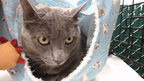 BLU - Domestic Short Hair available for adoption