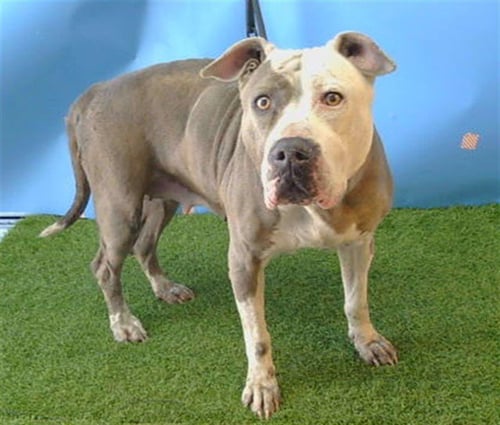 WEAVER - Pit Bull Terrier available for adoption