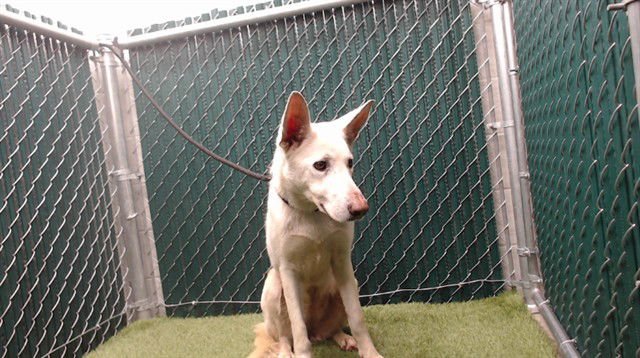 SNOW - German Shepherd Dog available for adoption