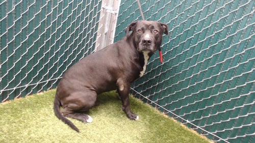 DEN - American Bulldog available for adoption