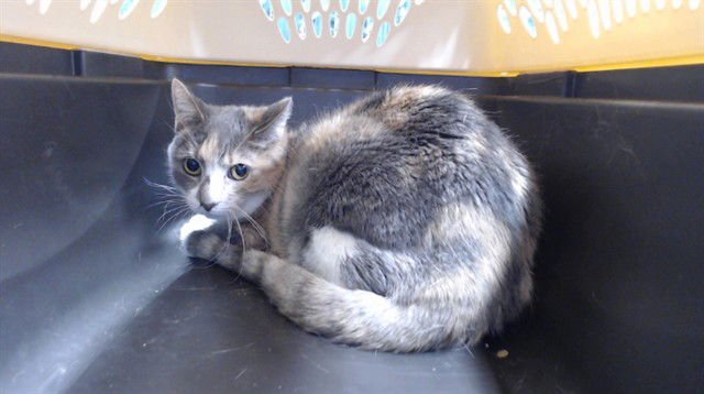 SANDY - Domestic Short Hair available for adoption