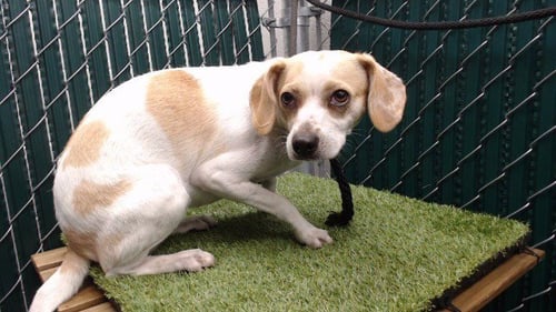 BABS - Beagle / Chihuahua available for adoption