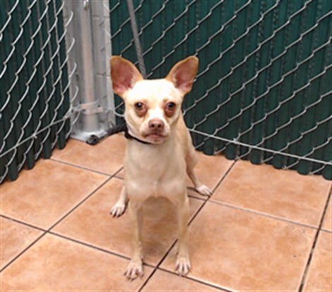 STITCH - Terrier available for adoption