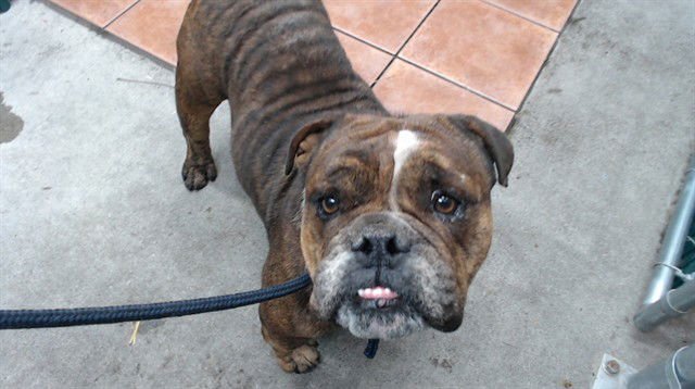 GORDO - Bulldog available for adoption
