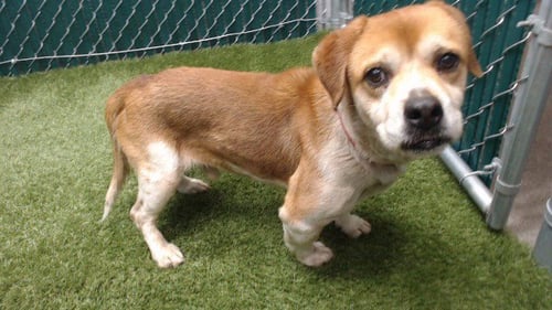 ROCKY - Beagle available for adoption