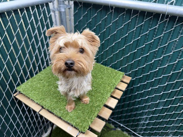 MOCHI - Yorkshire Terrier Yorkie available for adoption