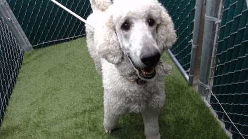 TARZAN - Poodle (Standard) available for adoption