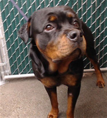 MR. WILSON - Rottweiler available for adoption