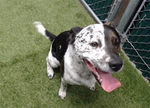 BOBO CRUZ - Australian Cattle Dog/Blue Heeler available for adoption