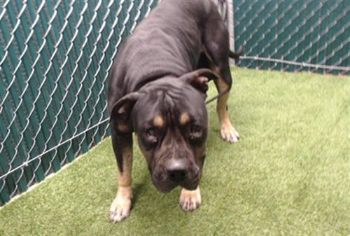 SCOOTER - Rottweiler available for adoption