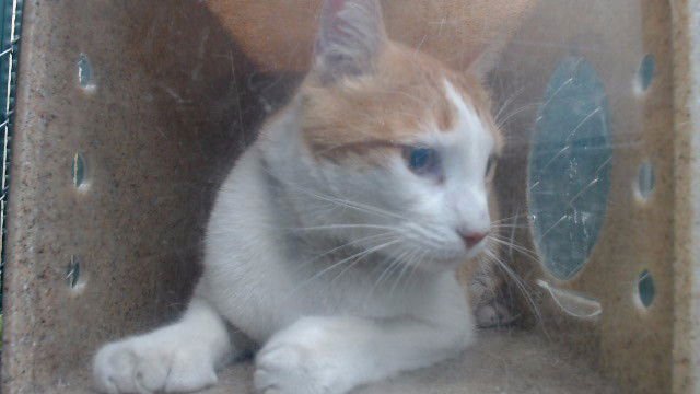 FUNAY - Maine Coon / Domestic Short Hair available for adoption