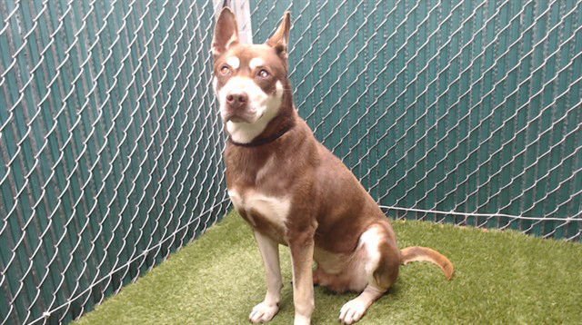 HERSHEY - Siberian Husky available for adoption