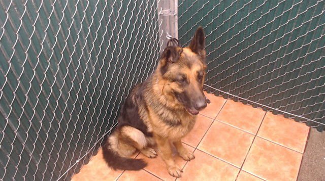 RILEY - German Shepherd Dog available for adoption