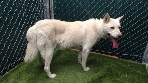 POLLY - Jindo (Korean) available for adoption