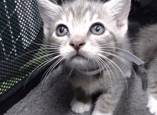 A5787661 - Domestic Short Hair available for adoption