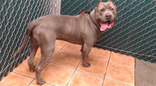 BLUE - Pit Bull Terrier available for adoption