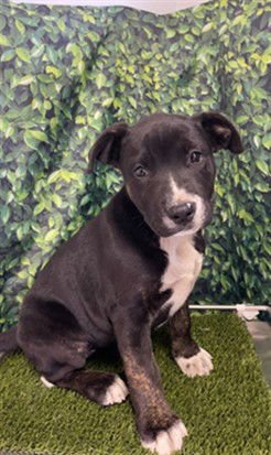 ELSA - Pit Bull Terrier available for adoption