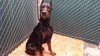 DUKE - Photo 1