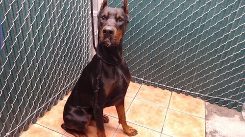 DUKE - Doberman Pinscher available for adoption